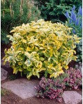 Euonymus japonicus ’Aureus’